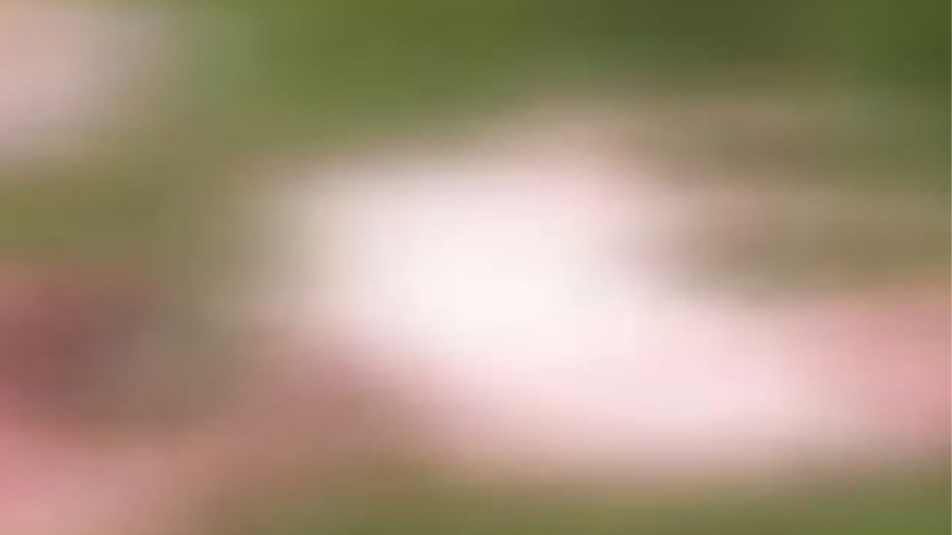 Quadrilha invade fazenda e mata sete vacas prenhas em cidade próxima de Salvador; saiba mais