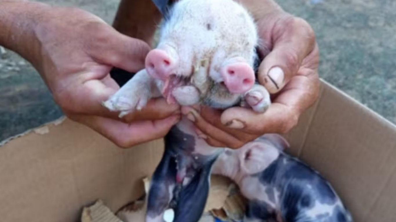 Porco nasce com dois focinhos na Bahia; especialista explica fato inusitado