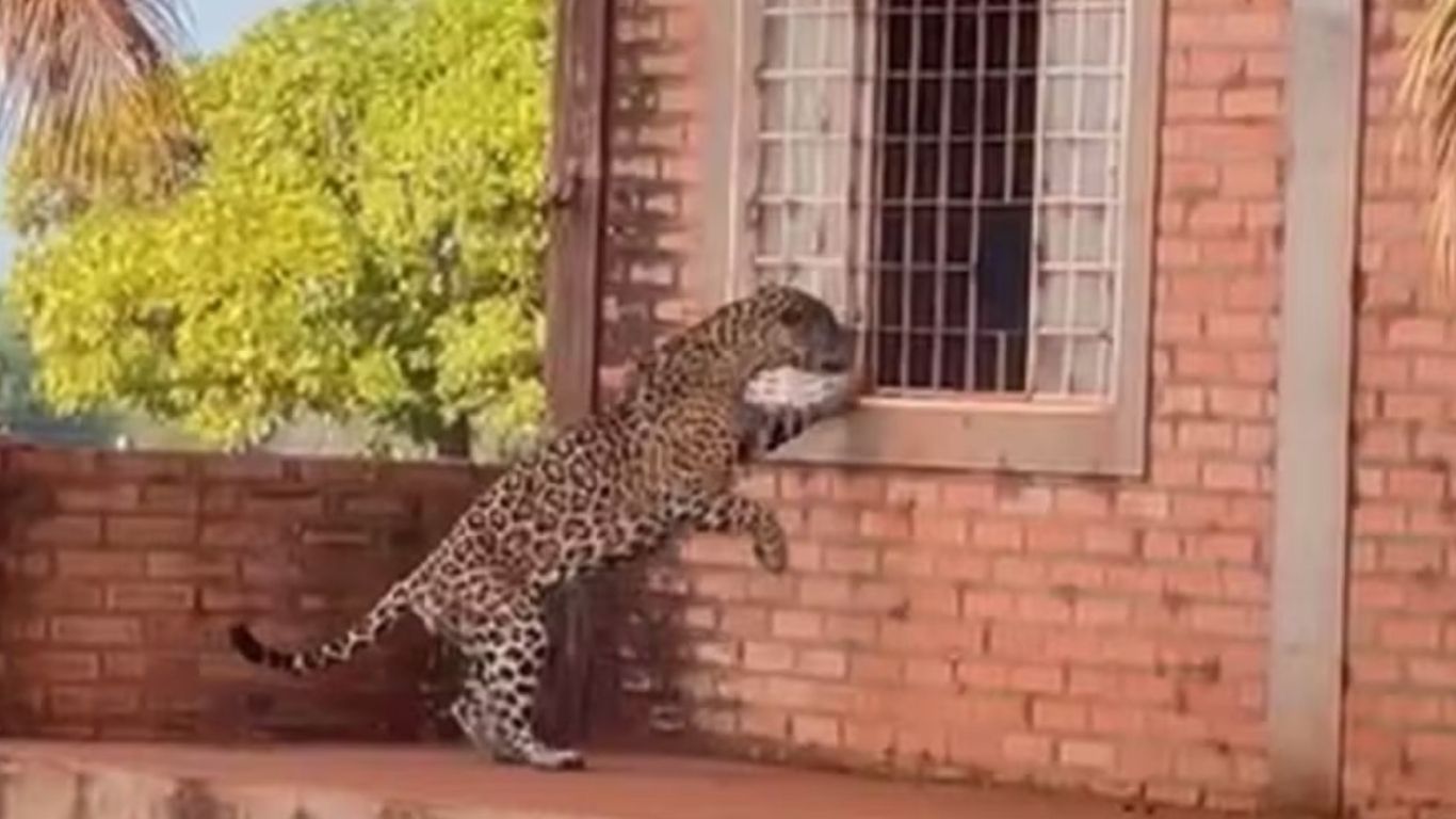 Onça-pintada surpreende trabalhadores ao tentar entrar em sede de fazenda no Tocantins