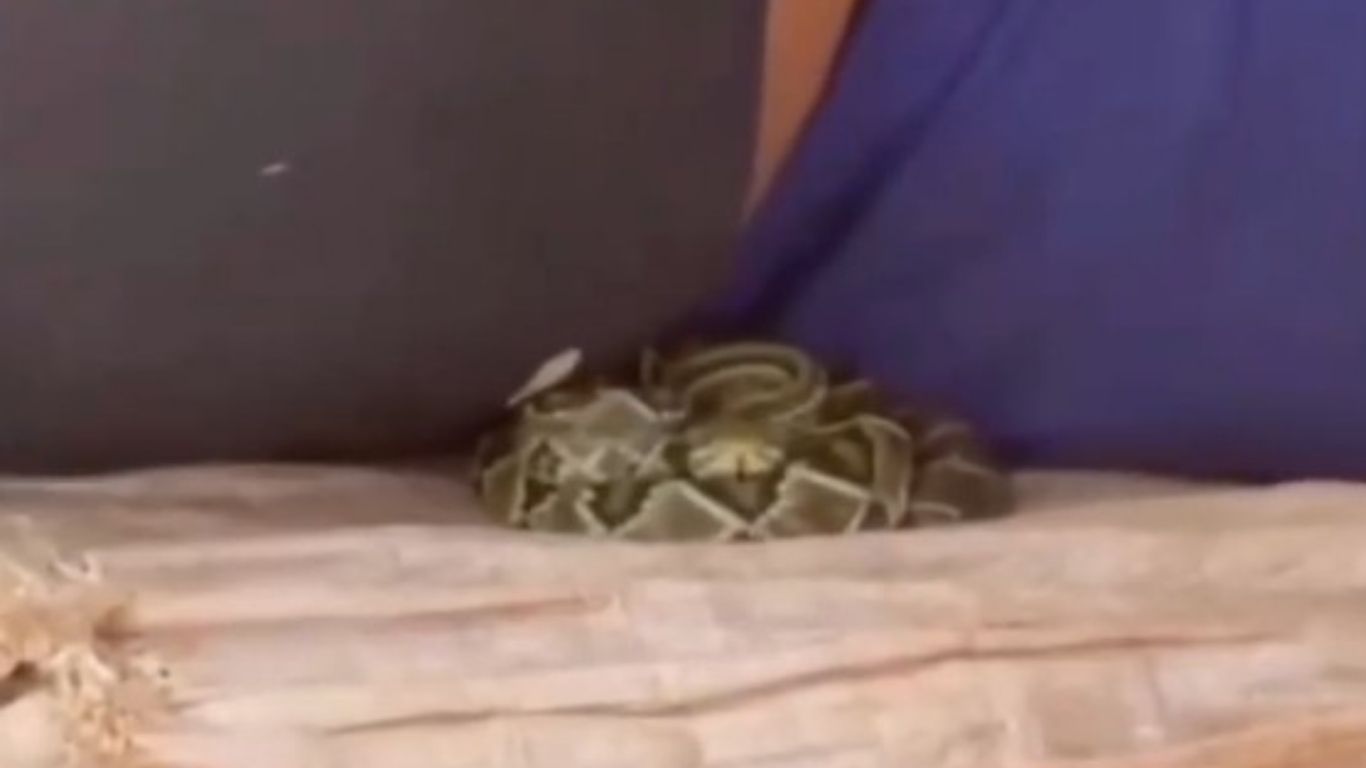 Trabalhador cochila e acorda com cascavel ao lado