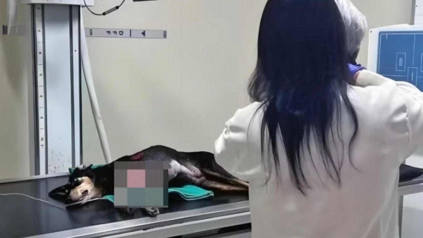 Foto: Divulgação/Secretaria Municipal de Proteção e Defesa dos Animais