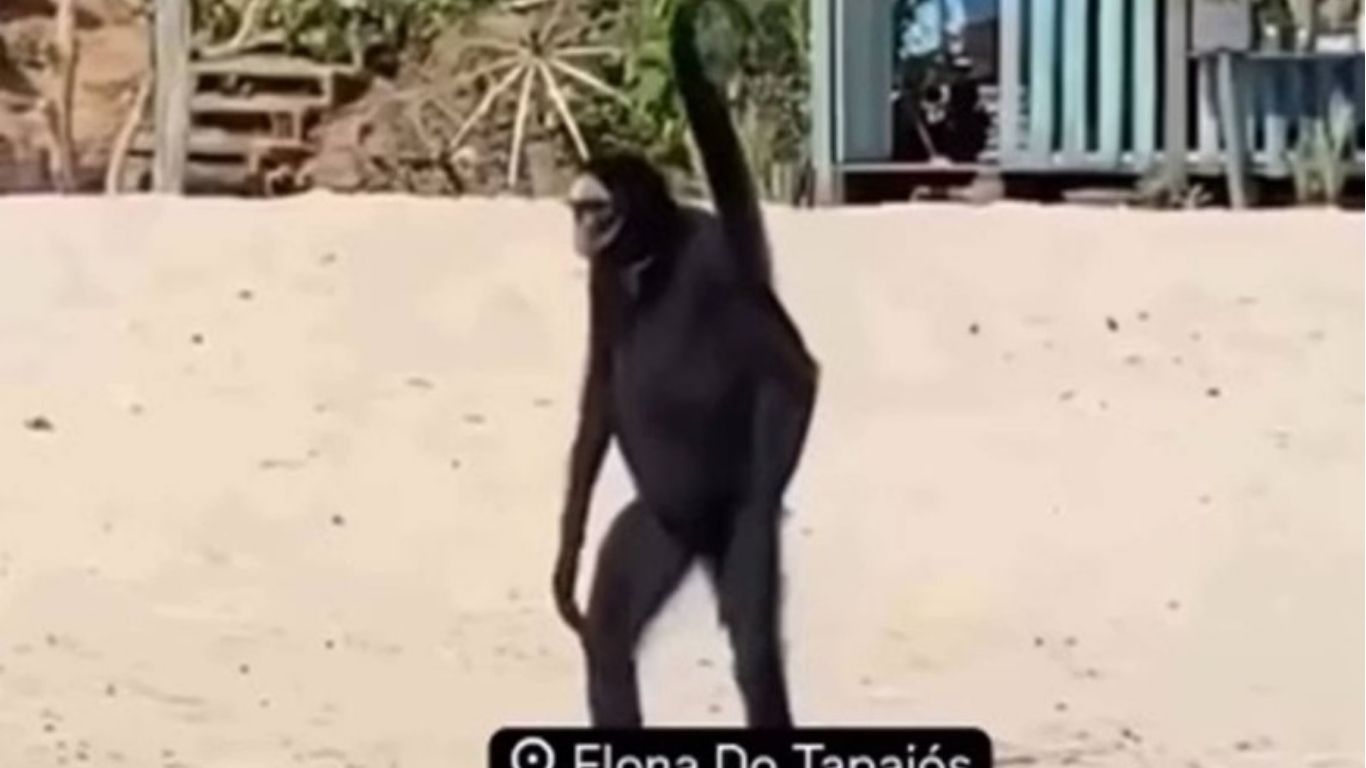 Macaco-Aranha é flagrado em praia do Pará e surpreende turistas; saiba tudo sobre a aparição inusitada: “Não é IA, tá!"